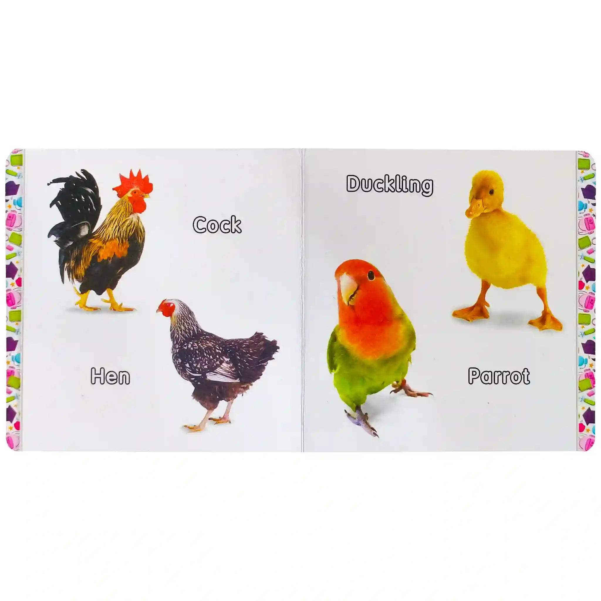 My First Board Book of Birds Rabia - Saleemi Book Depot in pakistan