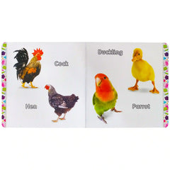 My First Board Book of Birds Rabia - Saleemi Book Depot in pakistan